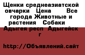 Щенки среднеазиатской овчарки › Цена ­ 1 - Все города Животные и растения » Собаки   . Адыгея респ.,Адыгейск г.